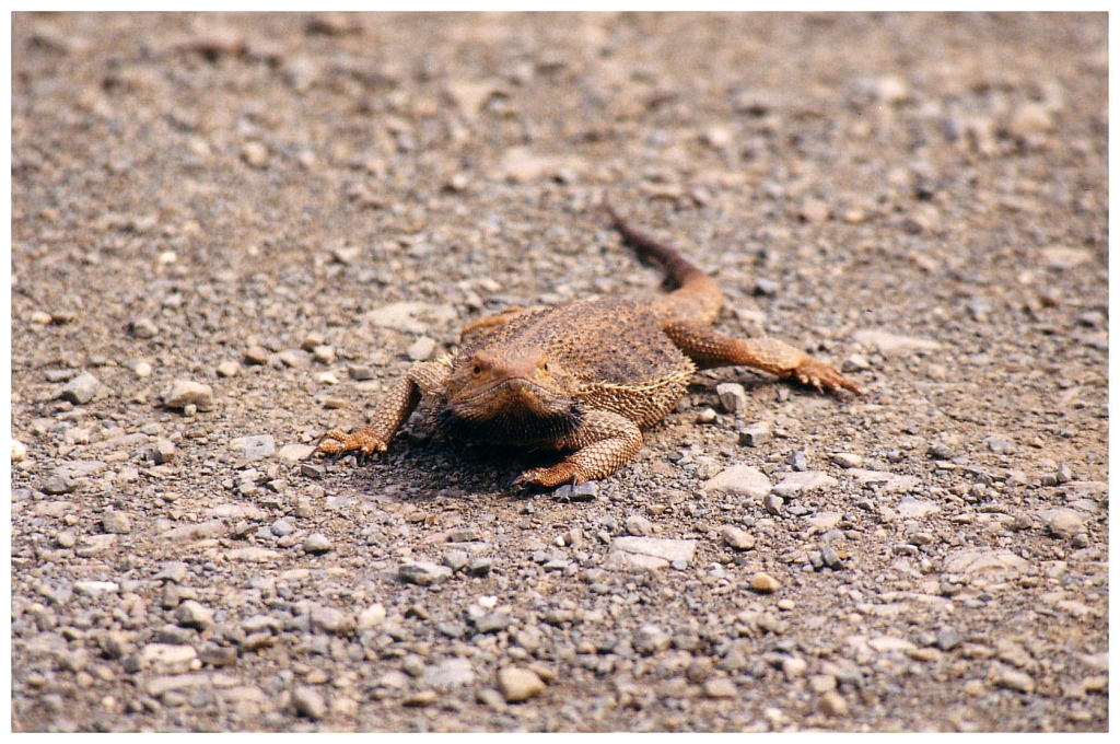 03 - The Flinders Ranges (9).jpg